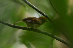 Tunchiornis ochraceiceps