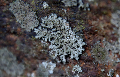 Phaeophyscia ciliata