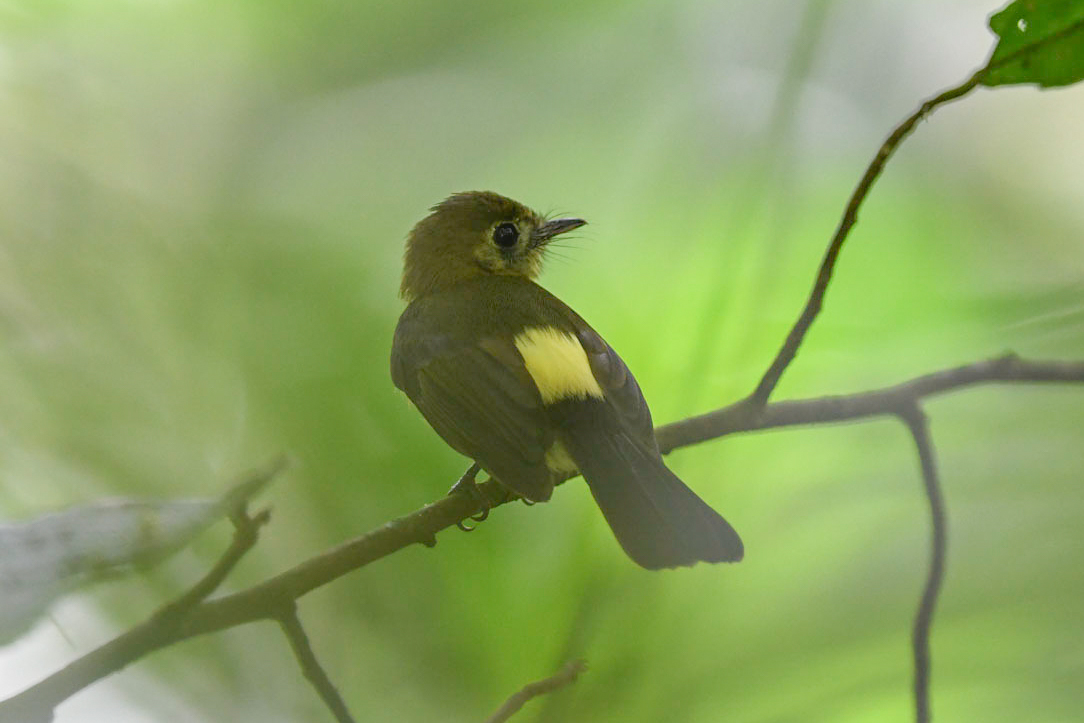 Sulphur-rumped Flycatcher illustration