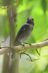 Pachyramphus aglaiae