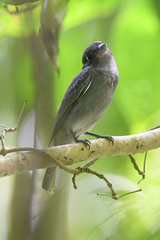 Pachyramphus aglaiae