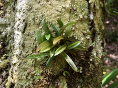 Bulbophyllum shepherdii