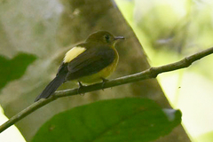 Myiobius sulphureipygius