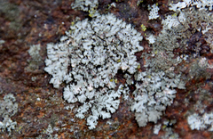 Phaeophyscia ciliata
