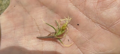 Carex humahuacaensis