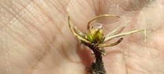 Carex humahuacaensis