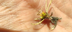 Carex humahuacaensis