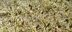 Carex humahuacaensis