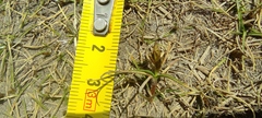 Carex humahuacaensis