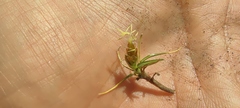 Carex humahuacaensis