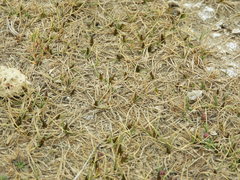 Carex humahuacaensis