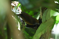 Pheugopedius rutilus