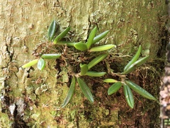 Bulbophyllum shepherdii