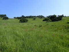 Passerina montivaga