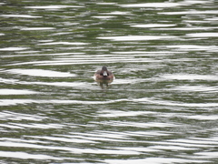 Aythya baeri × nyroca