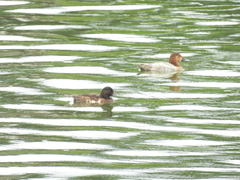 Aythya baeri × nyroca