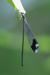 Megaloprepus diaboli