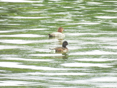 Aythya baeri × nyroca