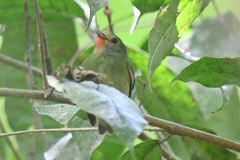 Pipridae