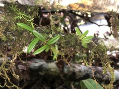 Bulbophyllum shepherdii