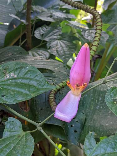 Musa ornata