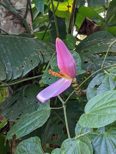 Musa ornata