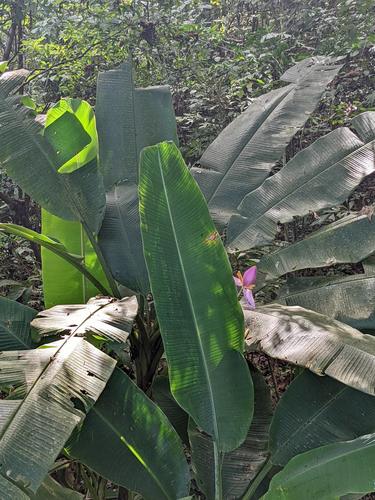 Musa ornata