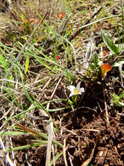 Romulea columnae columnae
