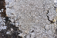 Pertusaria corallina