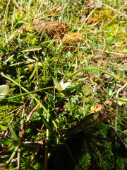 Romulea columnae columnae