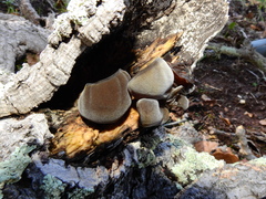 Auricularia cerrina