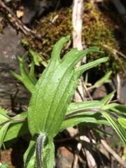 Castilleja hispida hispida