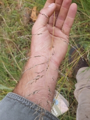 Eragrostis chloromelas