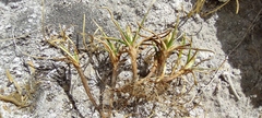 Carex humahuacaensis