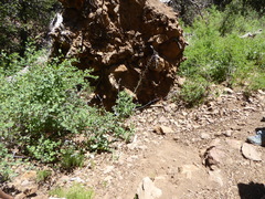 Streptanthus campestris