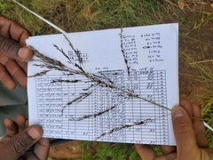 Eragrostis chloromelas