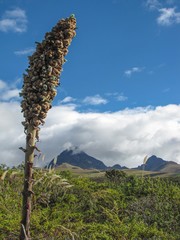 Puya glomerifera