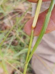 Eragrostis chloromelas