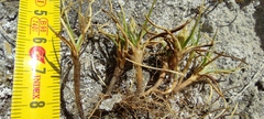 Carex humahuacaensis