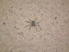 Philodromus spinitarsis