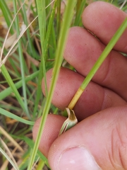 Eragrostis chloromelas