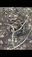 Cervus elaphus corsicanus