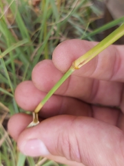 Eragrostis chloromelas