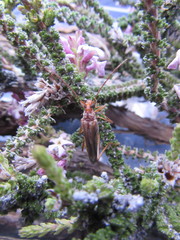Neholopterus antarcticus