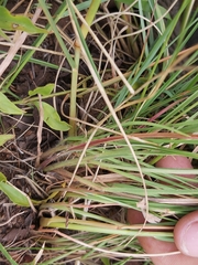 Eragrostis chloromelas