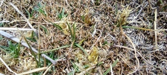 Carex humahuacaensis