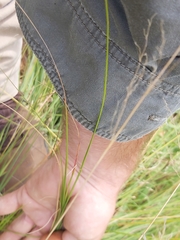 Eragrostis chloromelas
