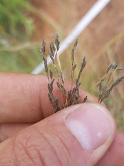 Eragrostis chloromelas
