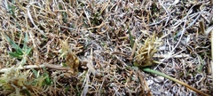 Carex humahuacaensis
