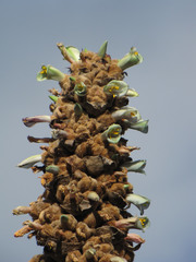 Puya glomerifera